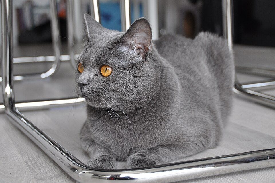 Adult blue-gray Chartreux cat
