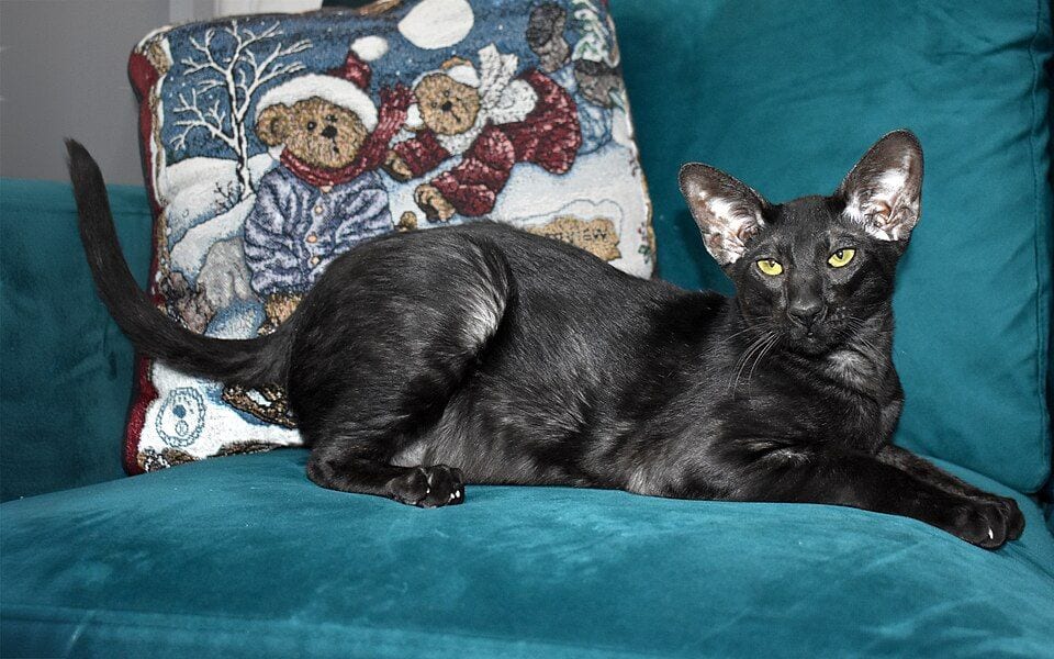 Black Oriental Shorthair