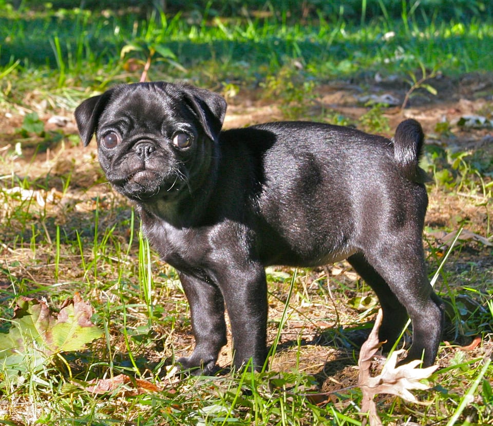 Black Pug standing in the grass