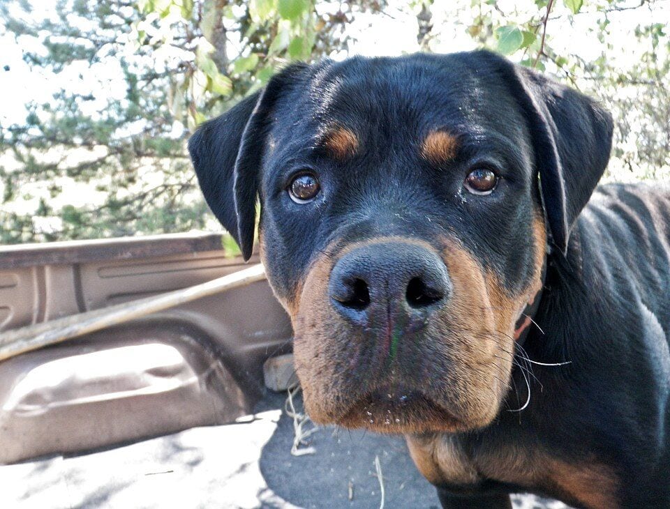 Head of a young Rottweiler