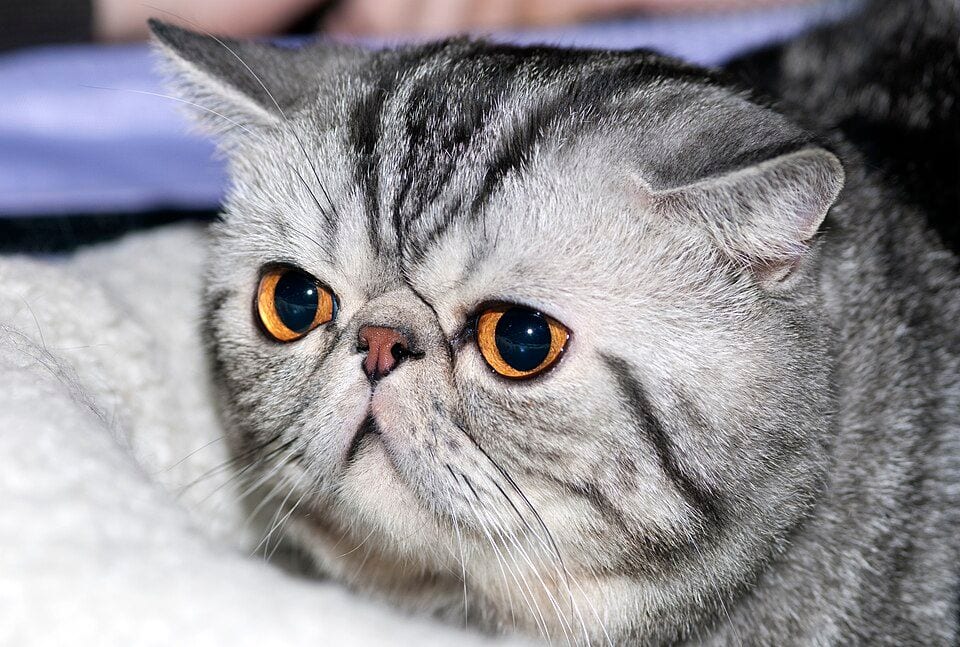 Exotic Shorthair cat at a cat show