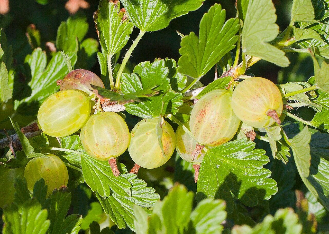 Gooseberry branch with yellowish-green round berries among lobed leaves