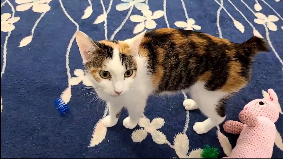 Calico short-tailed cat on a carpet