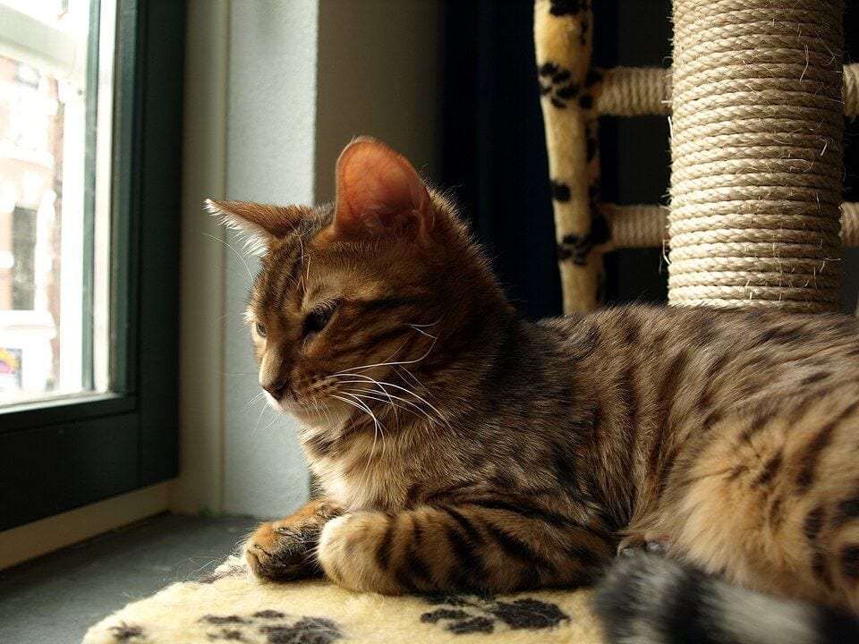 Brown spotted Bengal cat lying by a window