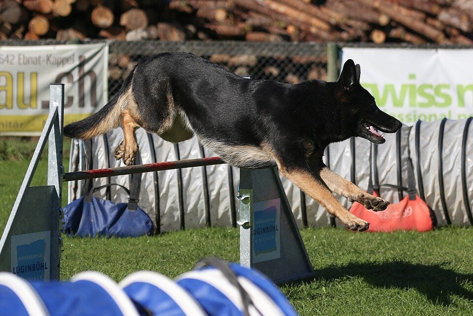 German Shepherd jumping an obstacle in an agility competition