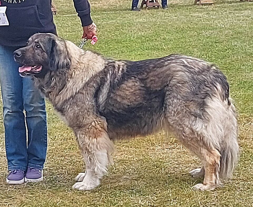 Gray Caucasian Shepherd Dog at a show