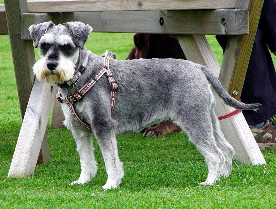Pepper and salt Schnauzer standing in grass