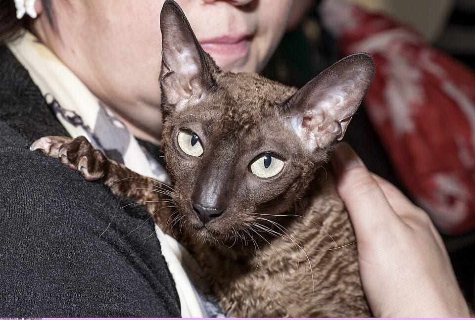 Brown Cornish Rex with large ears cuddling with its owner