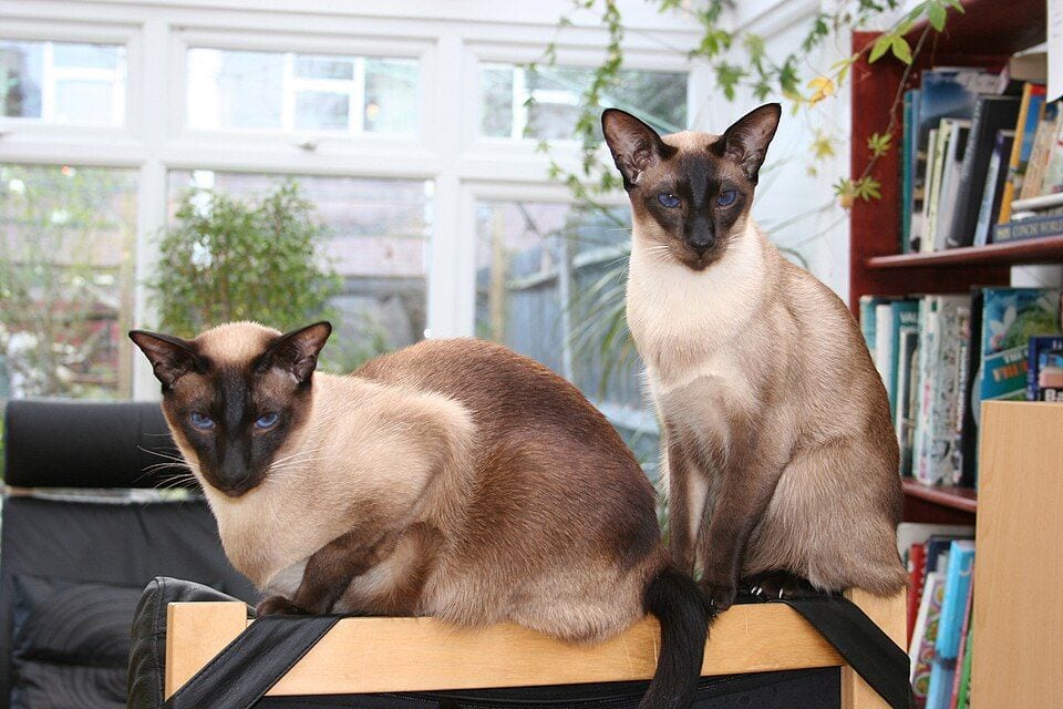 Two seal point Siamese cats resting on an armchair by the window