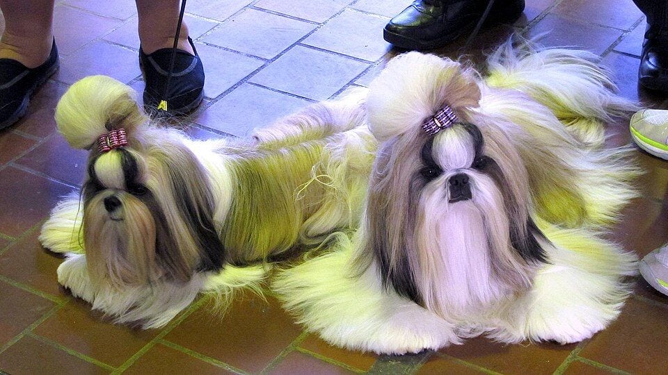 Two long-haired Shih Tzus at a dog show