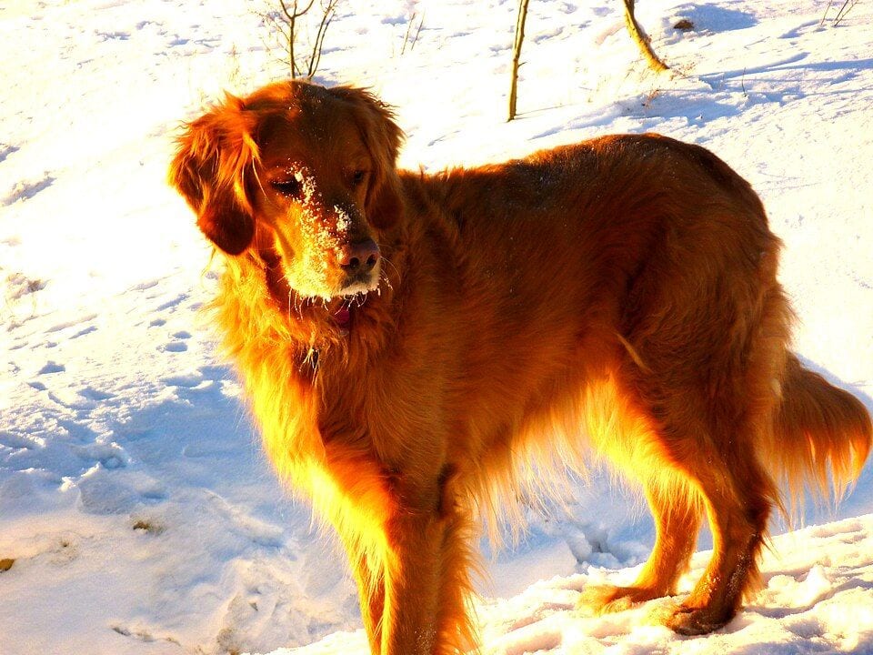 Dark Golden Retriever in the snow