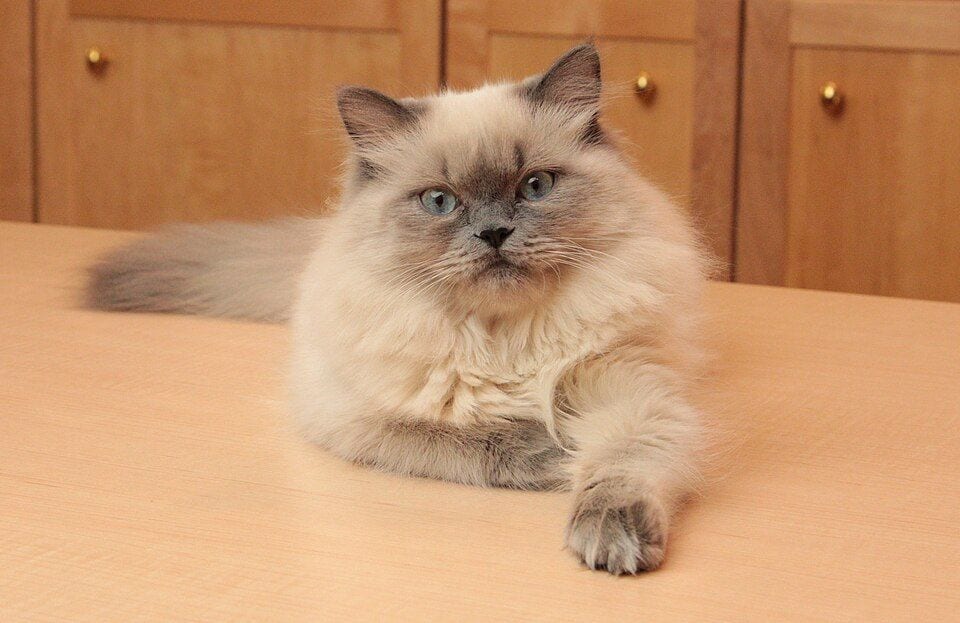 Six-month-old blue point Himalayan kitten