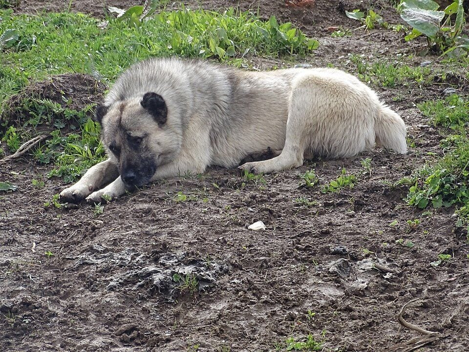 Light Caucasian Shepherd Dog lying on the ground