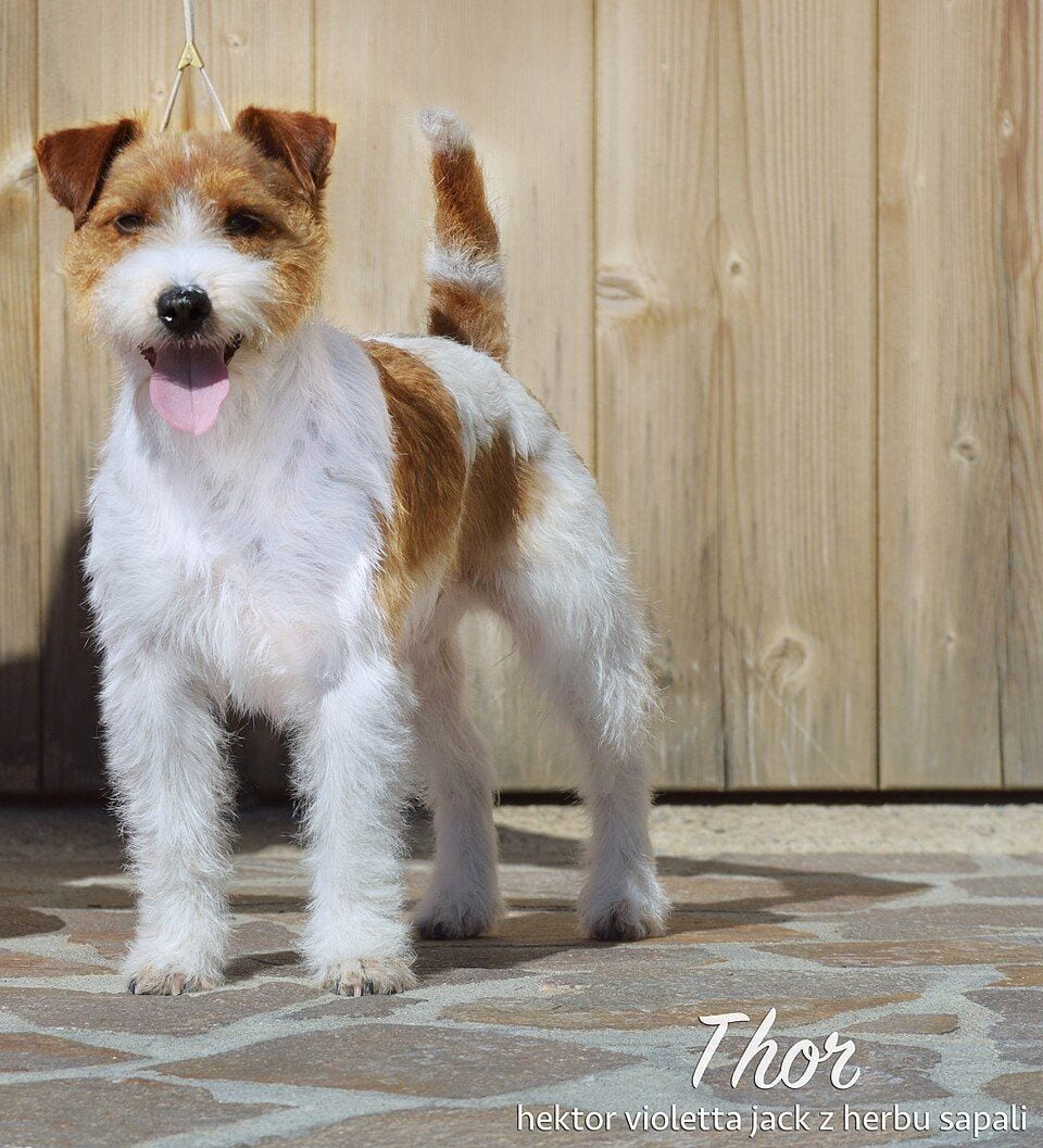 Rough-coated Jack Russell Terrier standing by a wooden wall