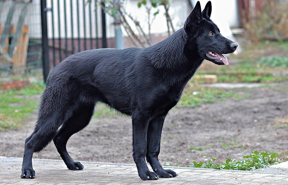Black German Shepherd standing in a yard