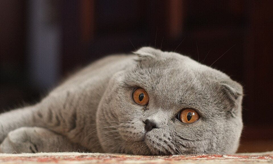 Lilac Scottish Fold lying down with folded ears