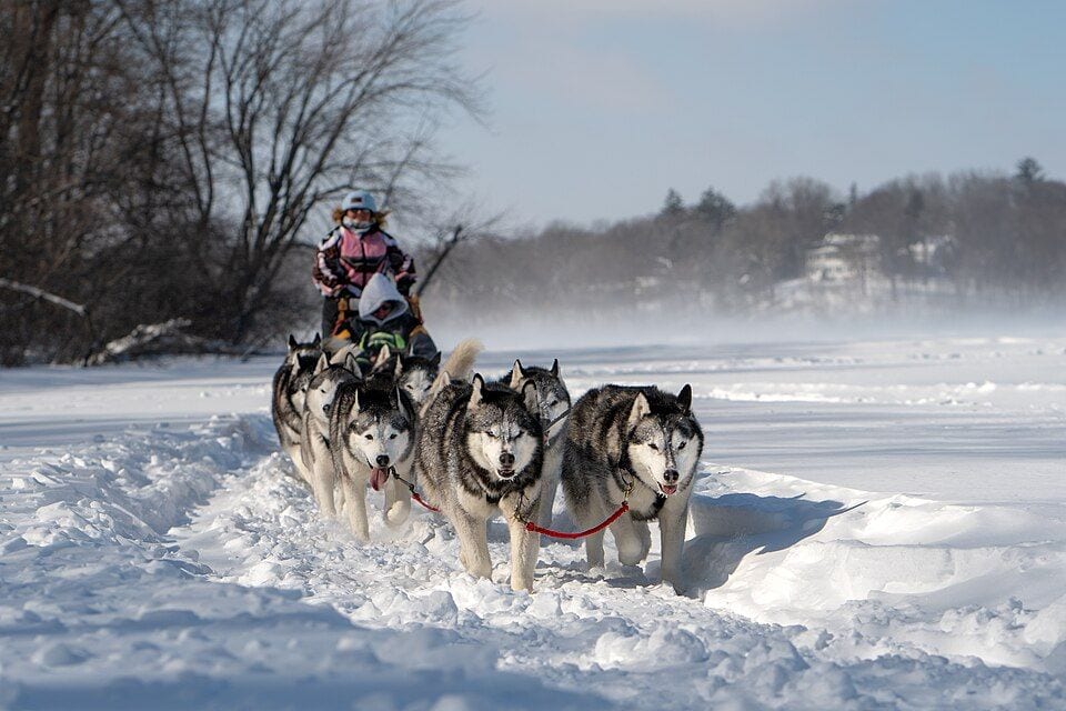 Husky sled team pulling a sled through snow