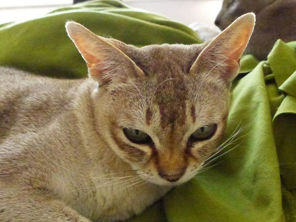 Singapura cat face with large green eyes