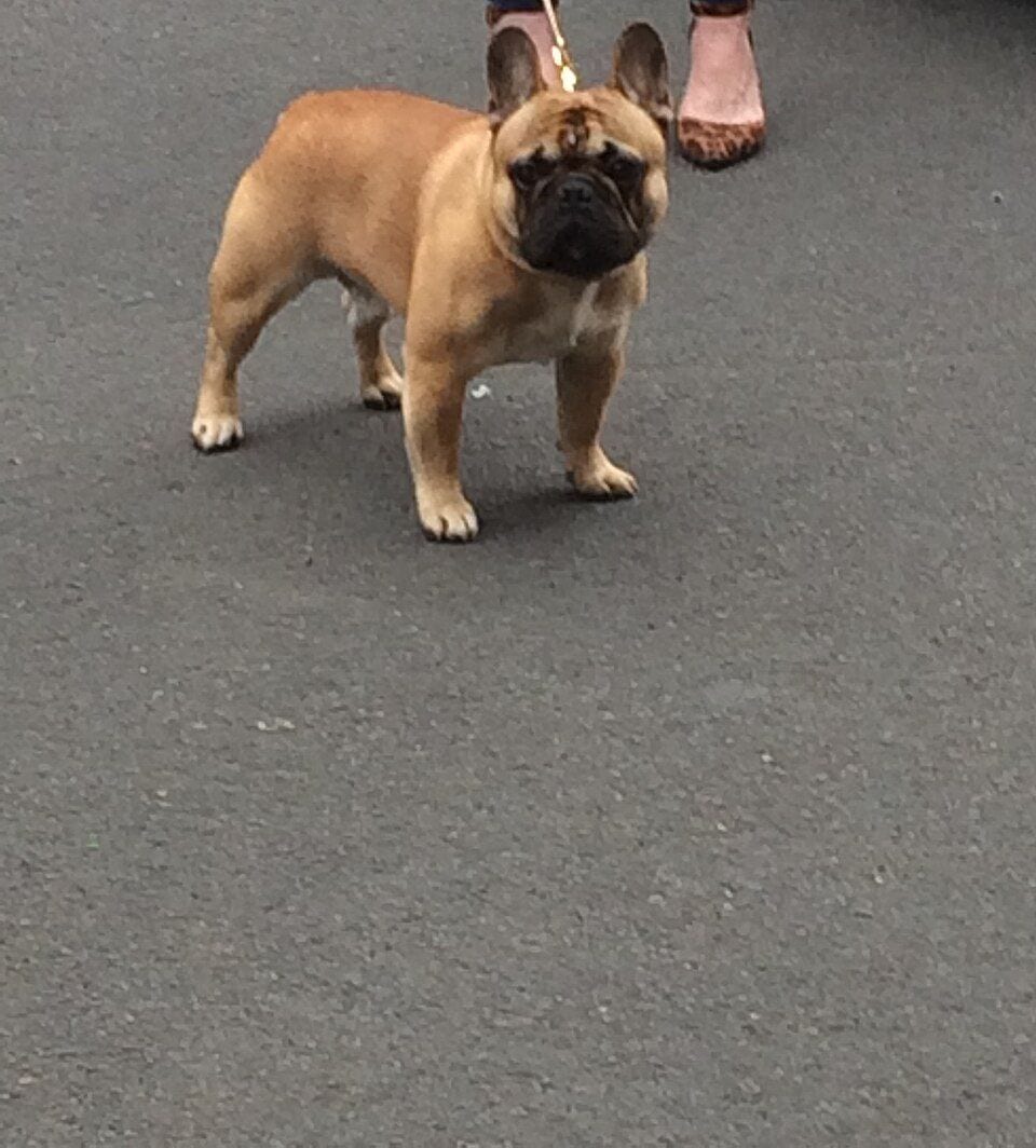 Fawn French Bulldog with black mask