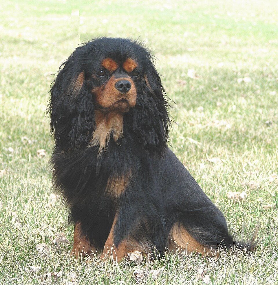 Black and tan Cavalier sitting in grass
