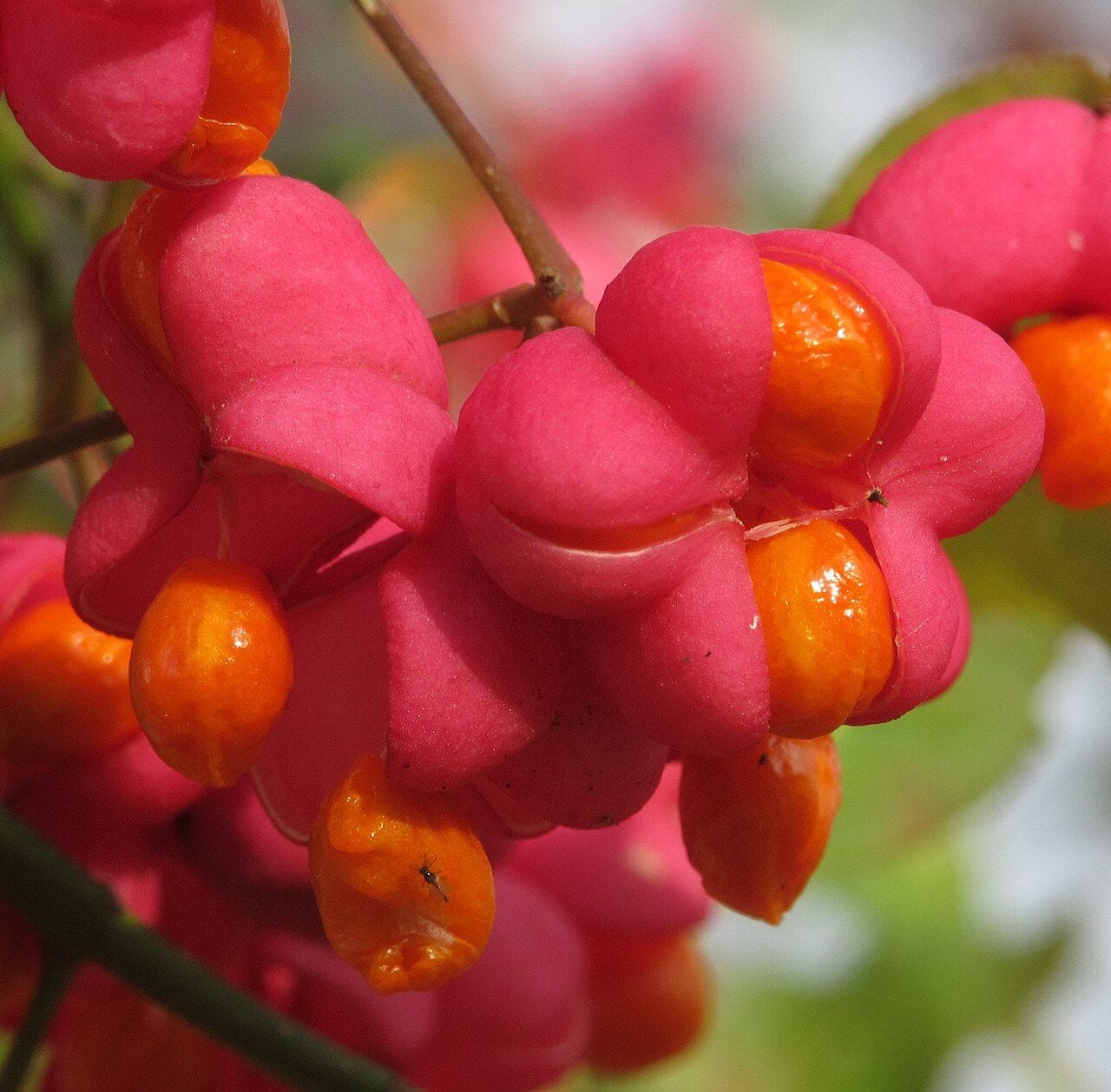 European spindle's pink fruit capsules with orange seeds