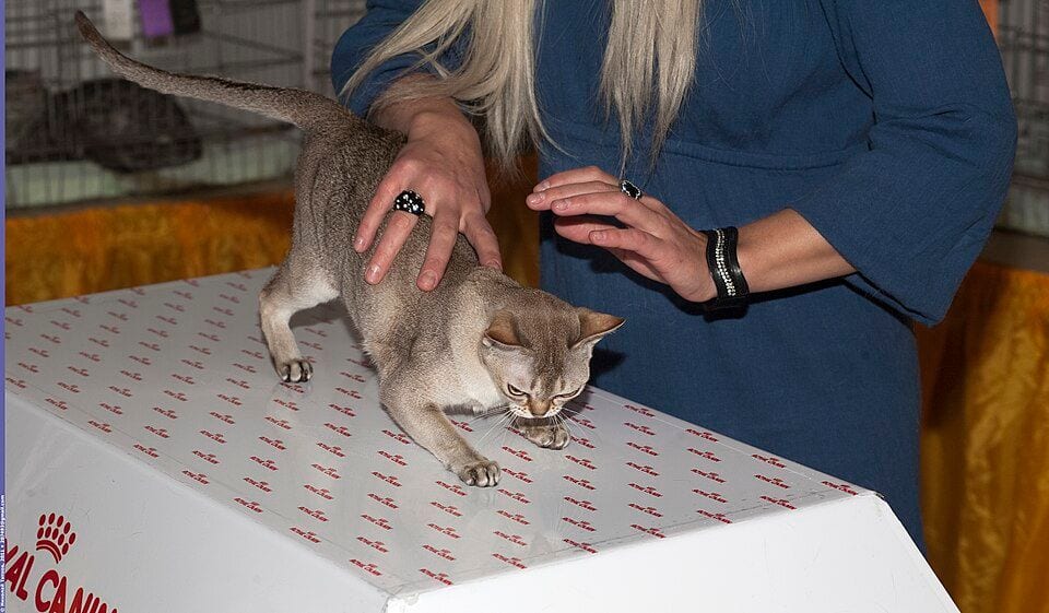 Singapura cat at a cat show