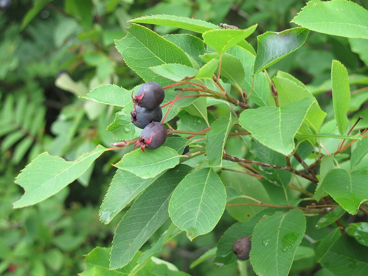 Serviceberry branch with dark purple ripe berries among leaves