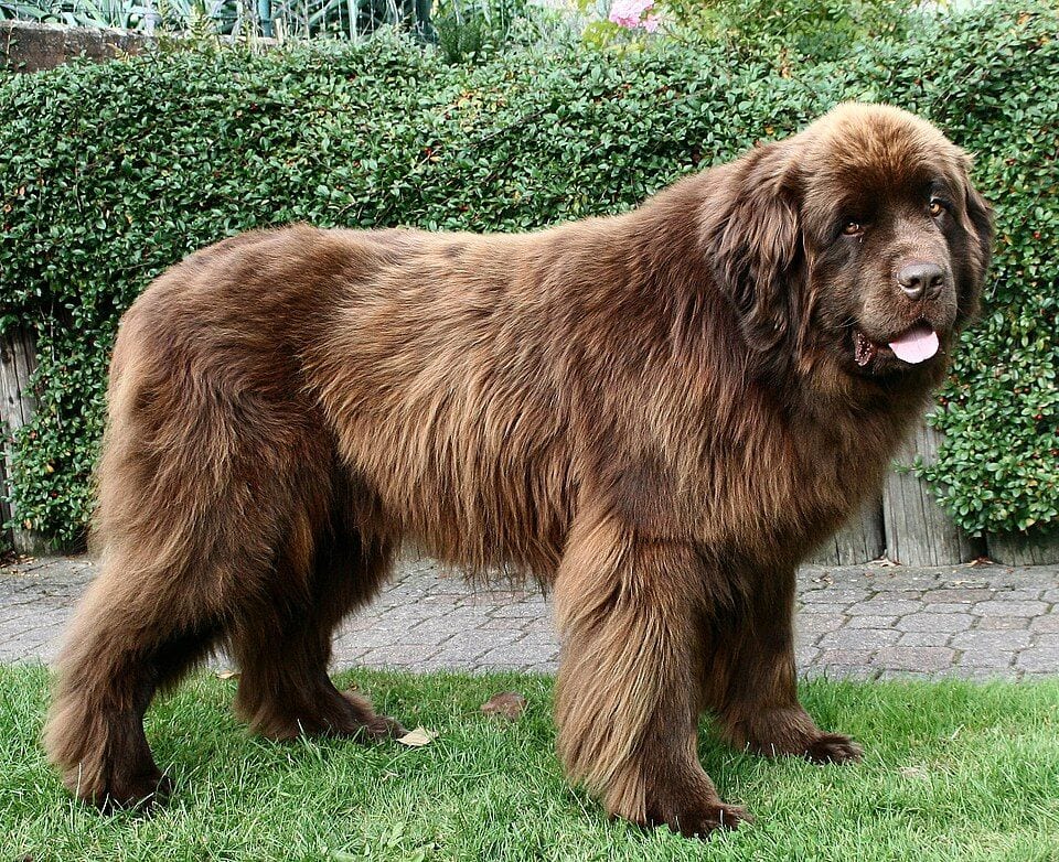 Brown Newfoundland standing in the yard