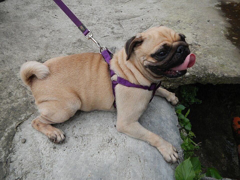 Pug with a leash lying on a rock