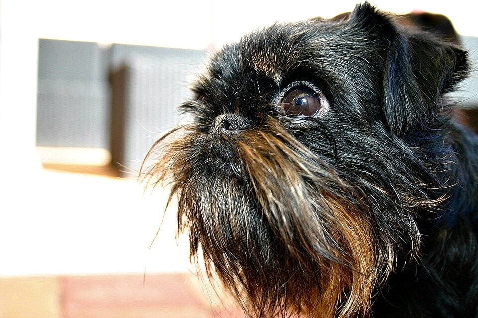 Close-up of a black rough-coated Belgian Griffon