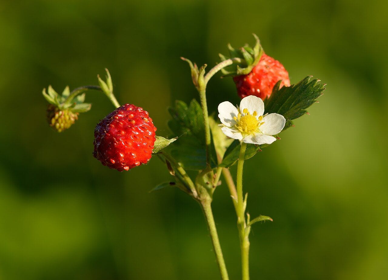 A wild strawberry stem with a ripe red berry, a green berry, and a white flower
