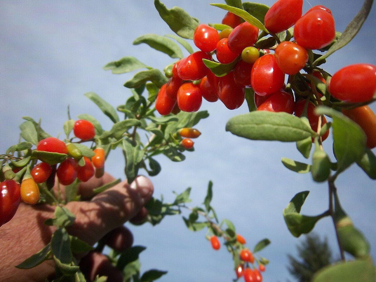 Wolfberry shrub with many red goji berries