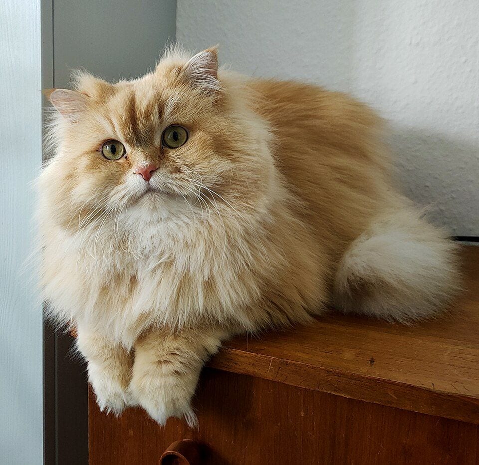 Cream golden shaded British Longhair cat