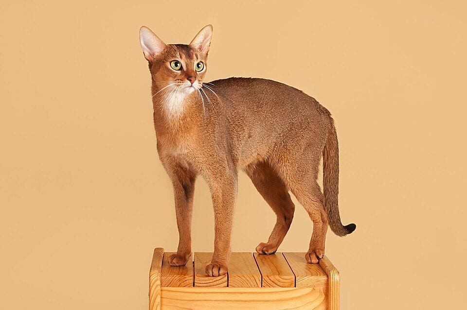 Ruddy Abyssinian cat standing on a wooden stool