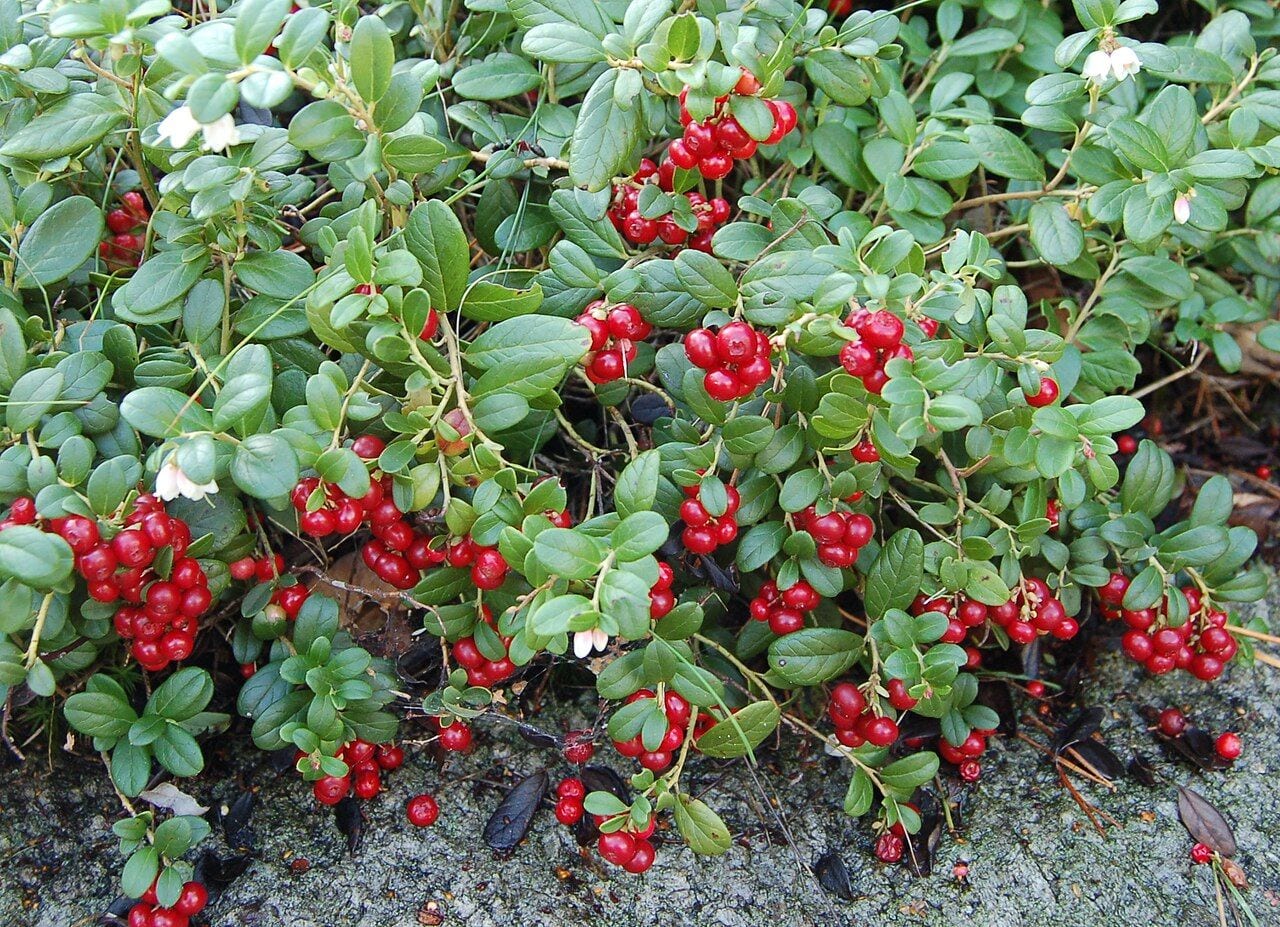 Lingonberry shrubs with glossy dark green leaves and clusters of bright red berries