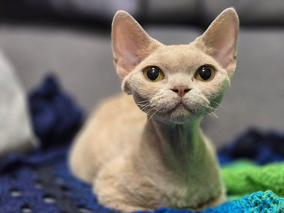 Lilac Devon Rex with huge ears sitting on a blanket