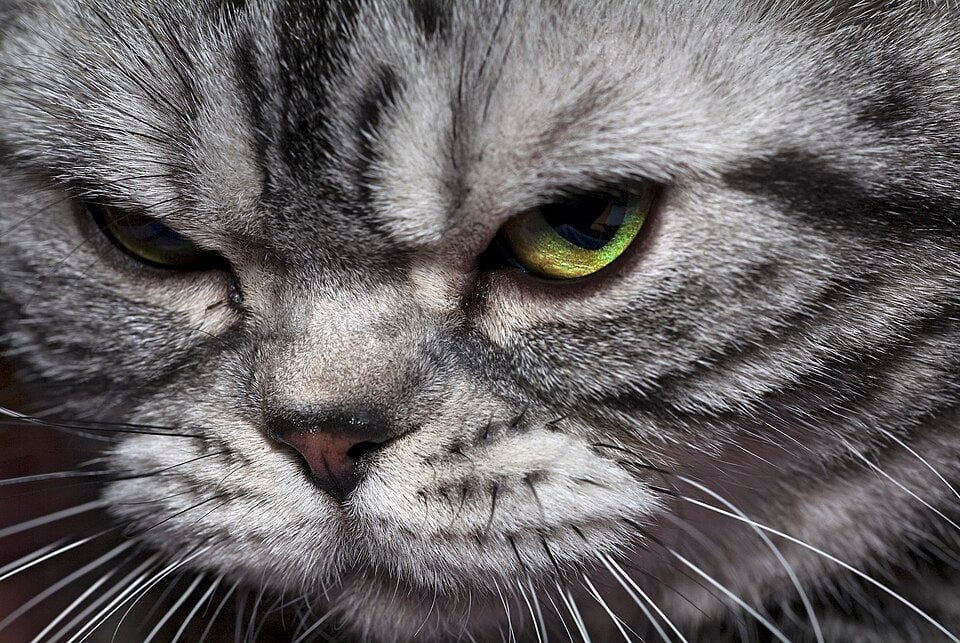 American Shorthair cat at a cat show