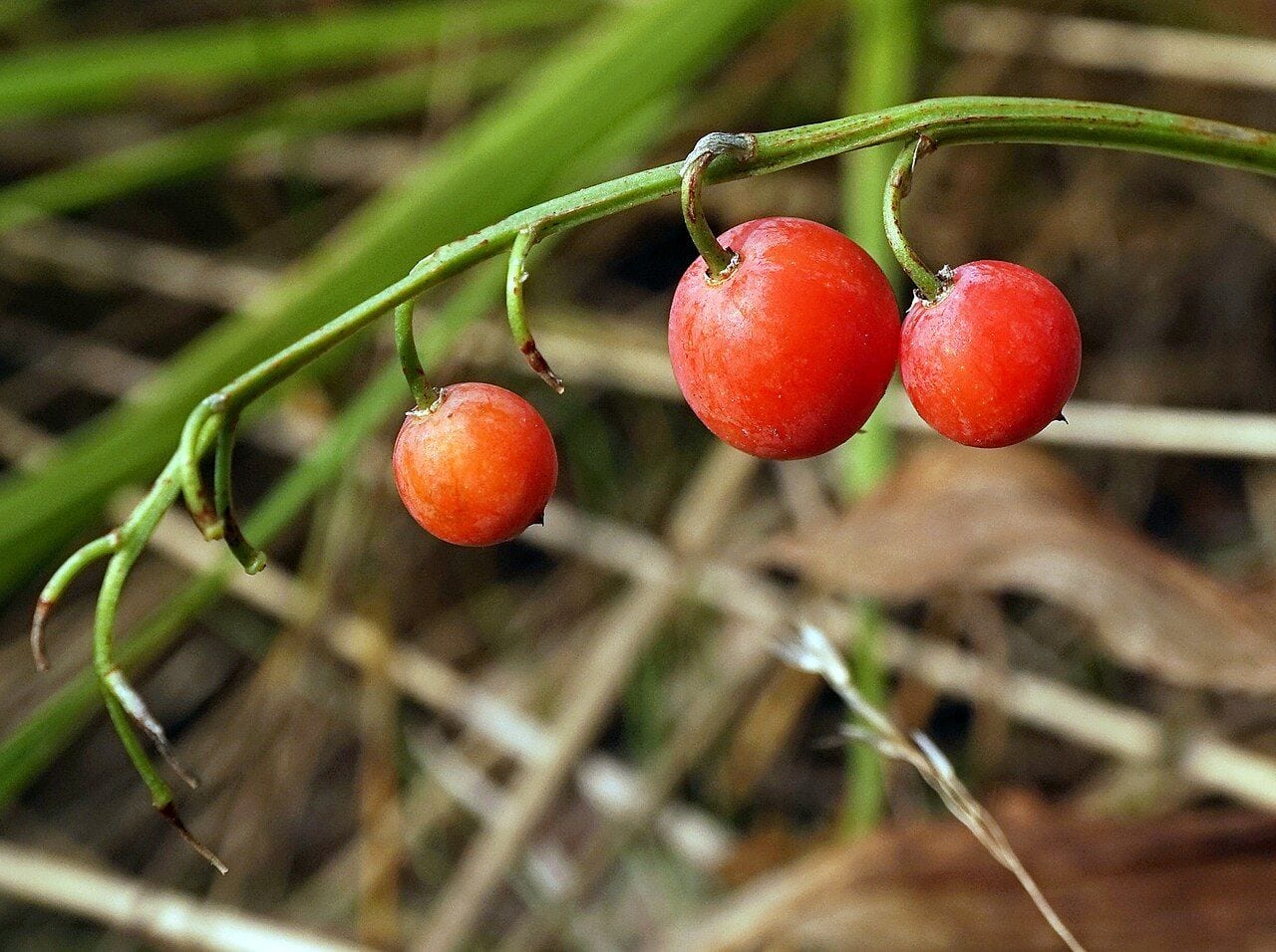 Spherical red lily of the valley berries among broad leaves