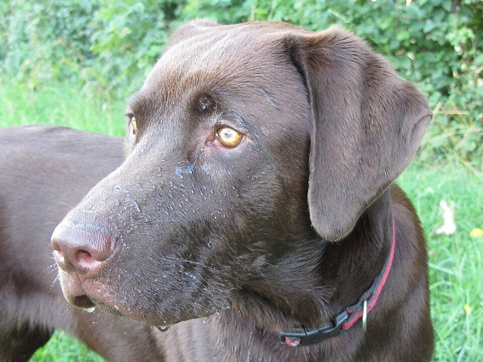 Head of a chocolate Labrador Retriever with brown eyes