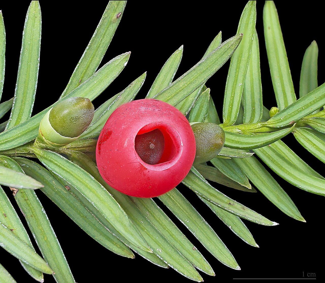 European yew branch with needles and red arils