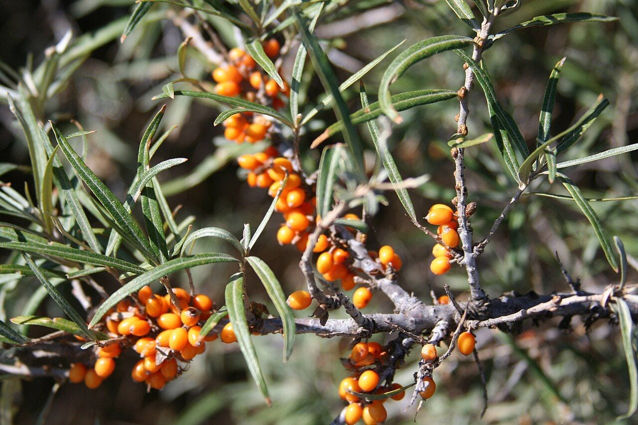 Sea buckthorn branches densely covered with bright orange berries