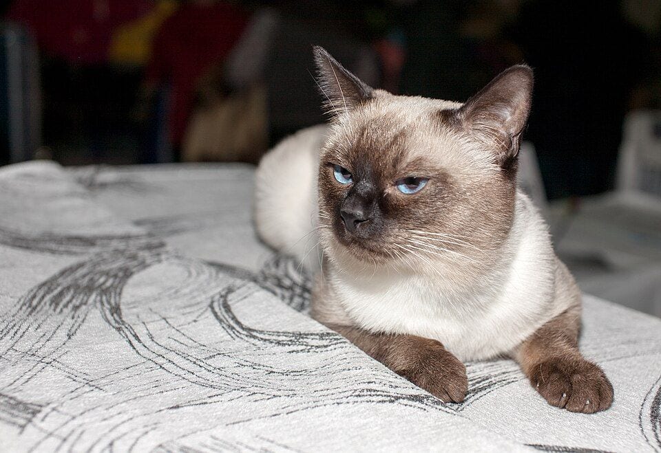 Seal point Thai cat lying down at a show