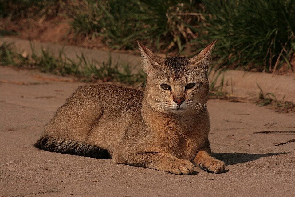 Chausie lying on a path
