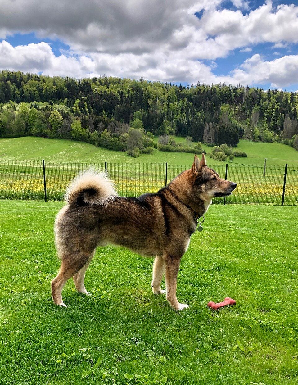 West Siberian Laika standing in a meadow