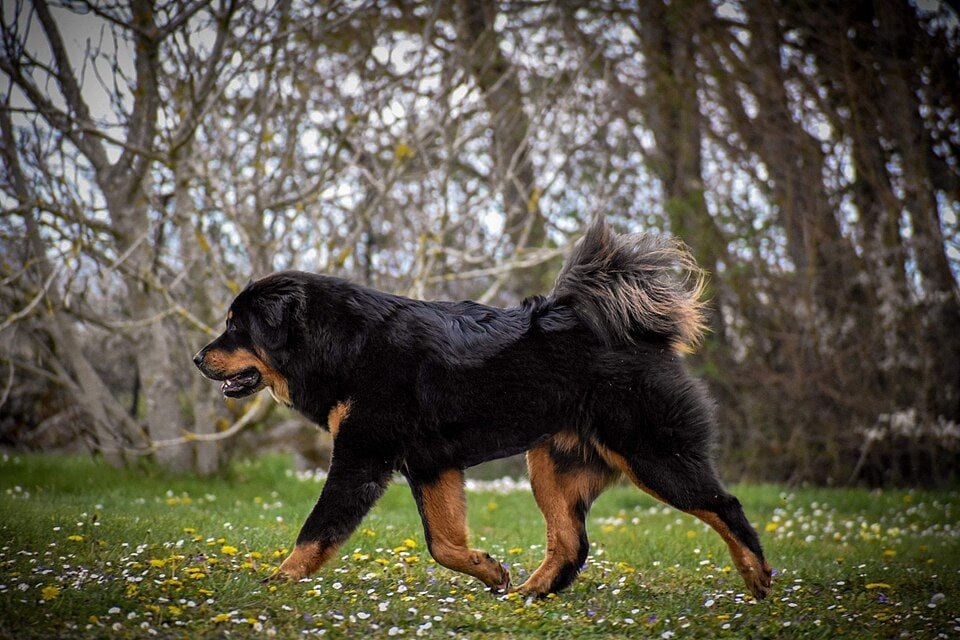 Black-and-tan Tibetan Mastiff trotting across a meadow