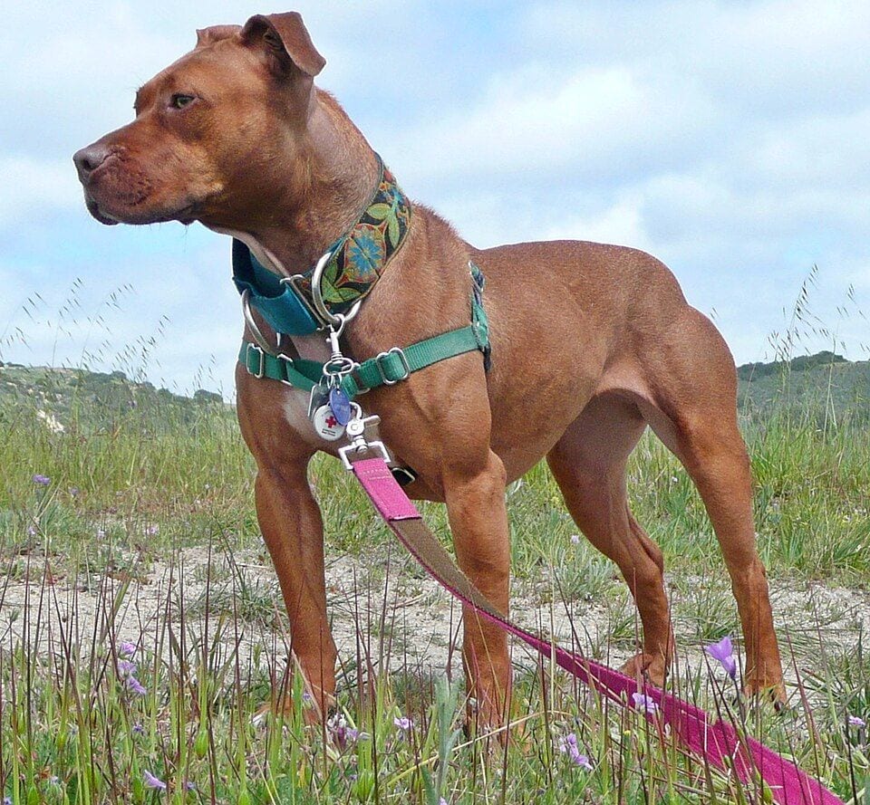 A red Pit Bull Terrier standing in a meadow with a harness