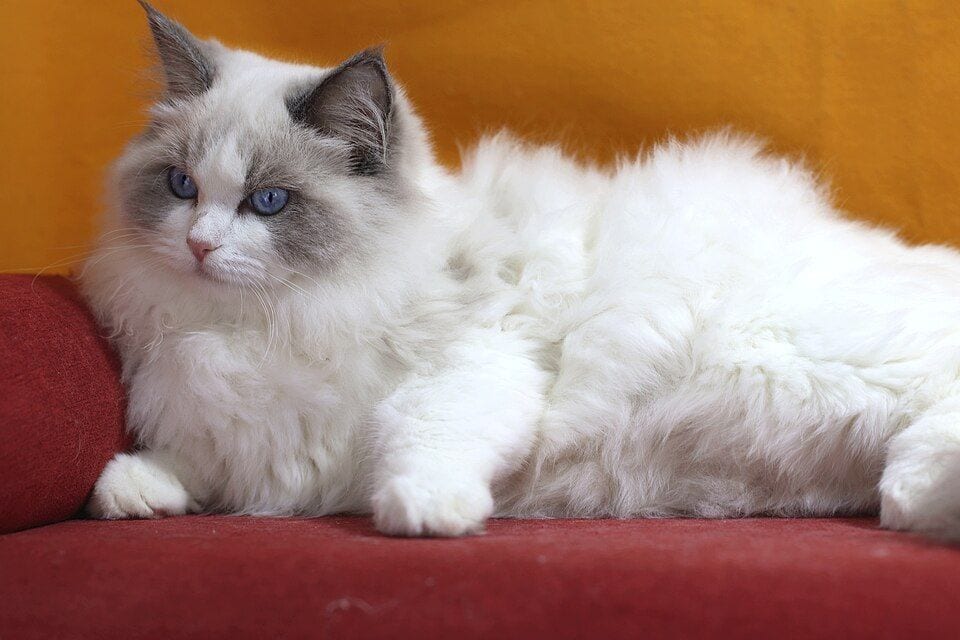 Blue bicolor Ragdoll lying on a red sofa