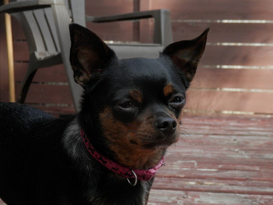 Black and tan smooth-coat Chihuahua