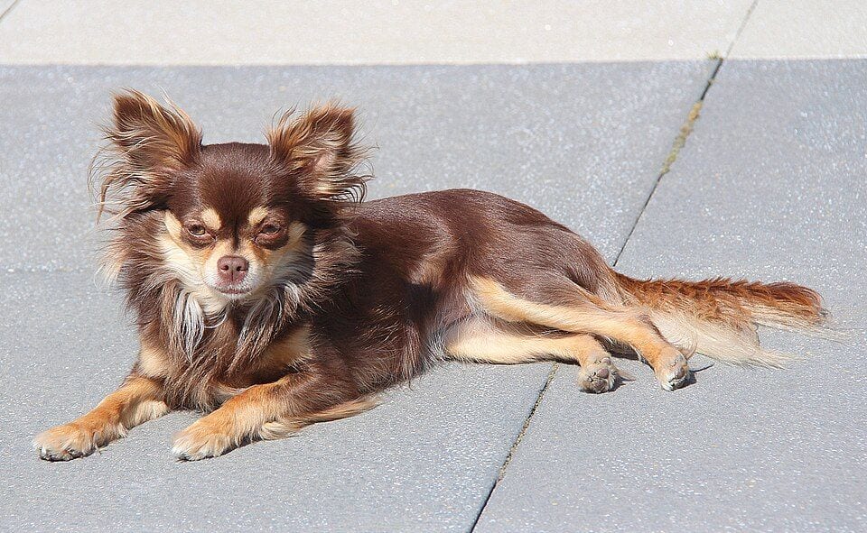 Long-haired chocolate Chihuahua lying on paving stones
