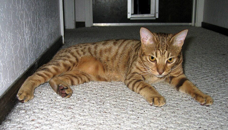 Chocolate spotted Ocicat